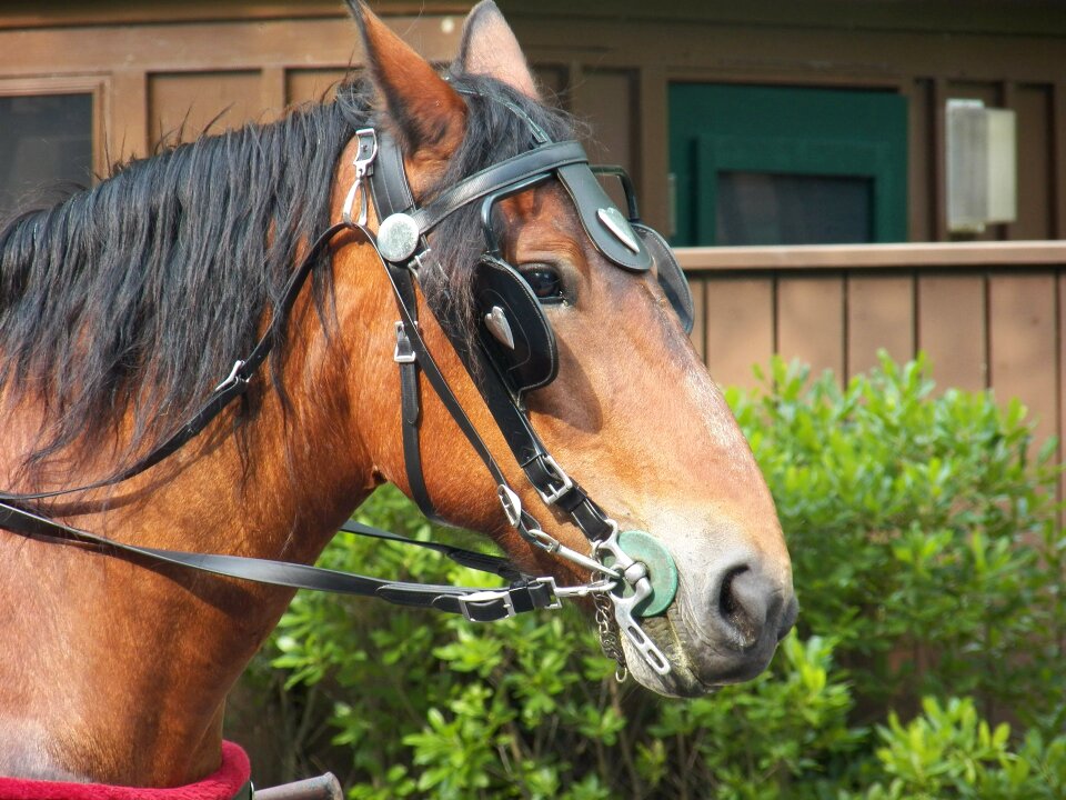 Animal animals horses