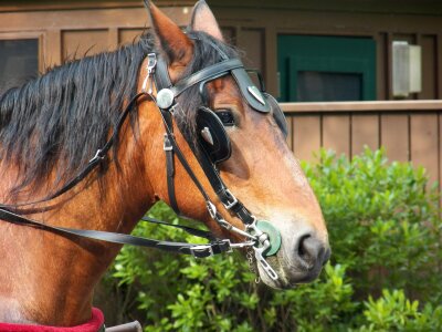 Animal animals horses