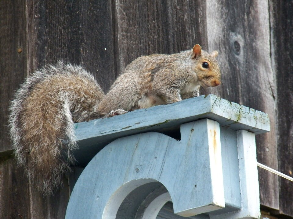 Animal animals outdoors