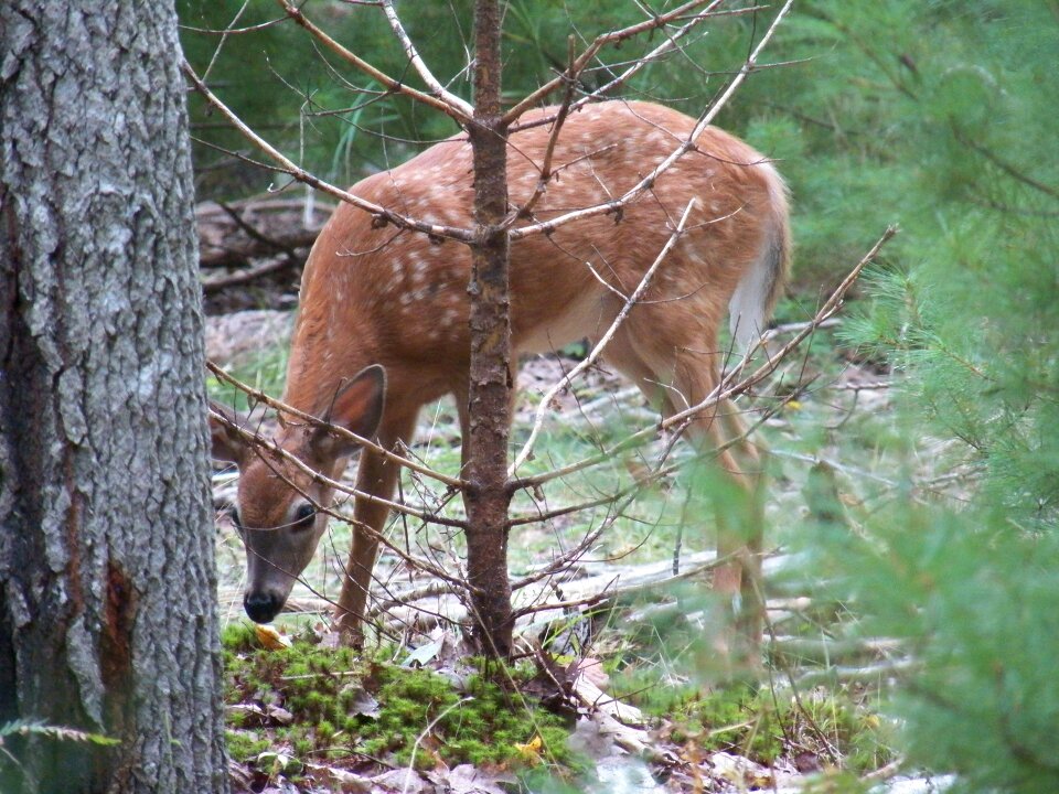 Baby deer woods forest