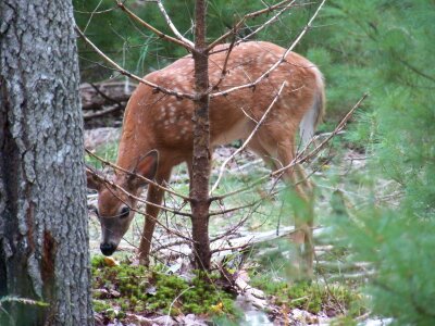 Baby deer woods forest photo
