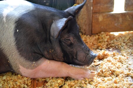 Pork bacon swine
