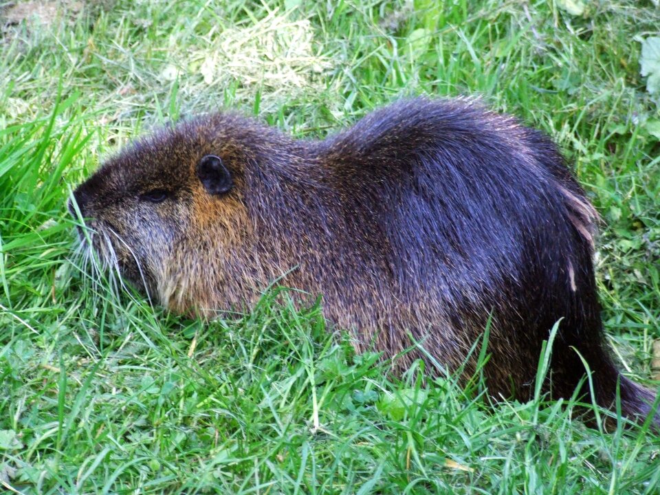 Rodent myocastor coypus guinea pigs related