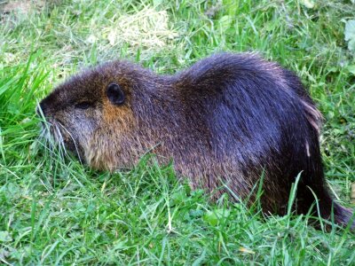 Rodent myocastor coypus guinea pigs related
