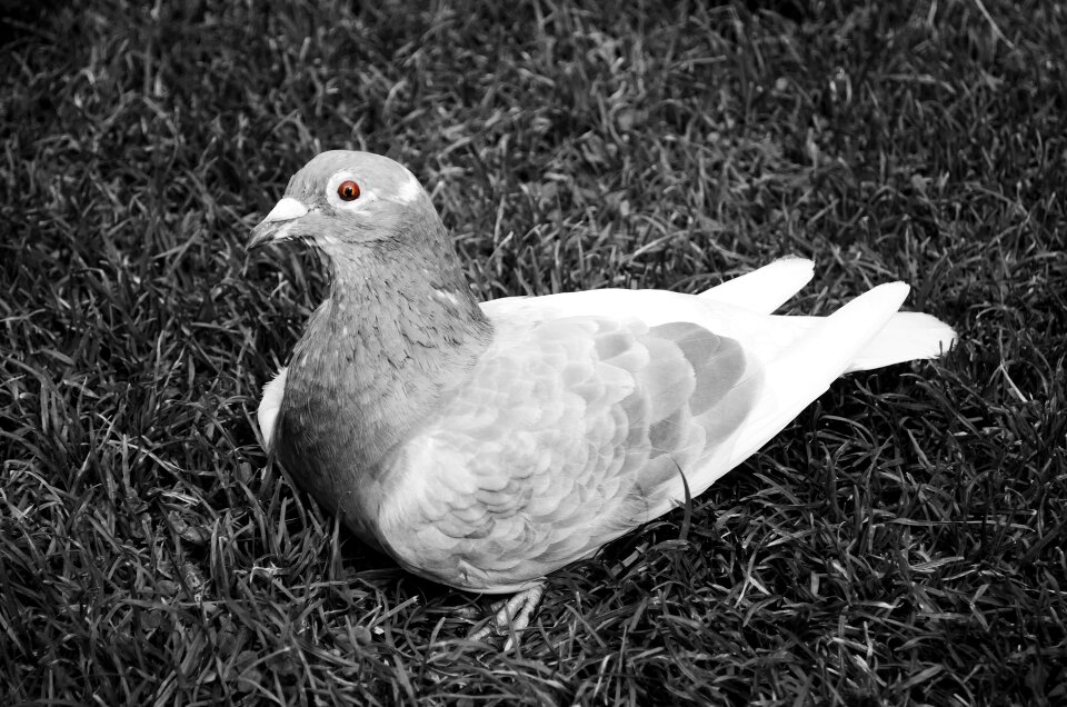 Avian beak beautiful