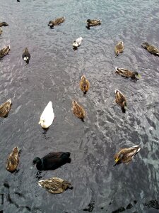 Ducks fowl group