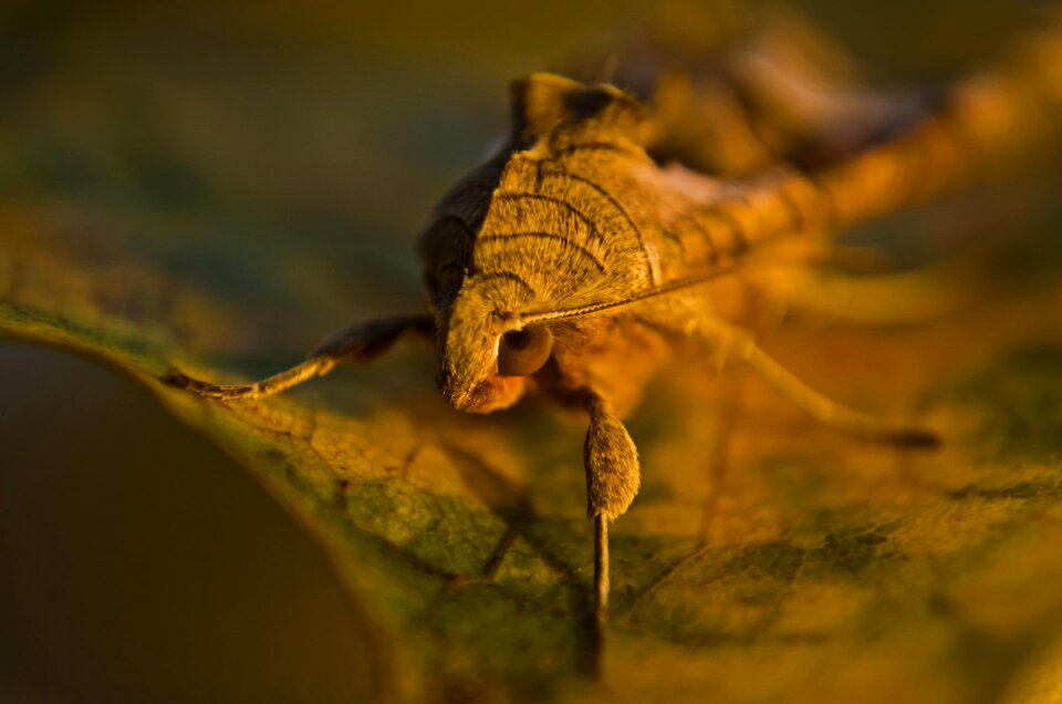 Bug close-up eye photo