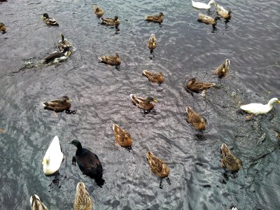 Ducks fowl group