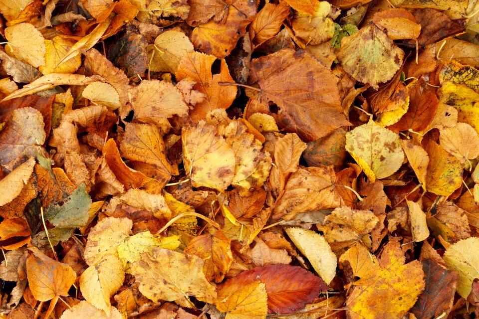 Bright brown bunch