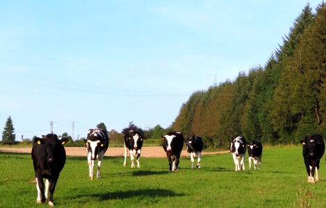Livestock farm dairy