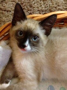 Pet siamese pets