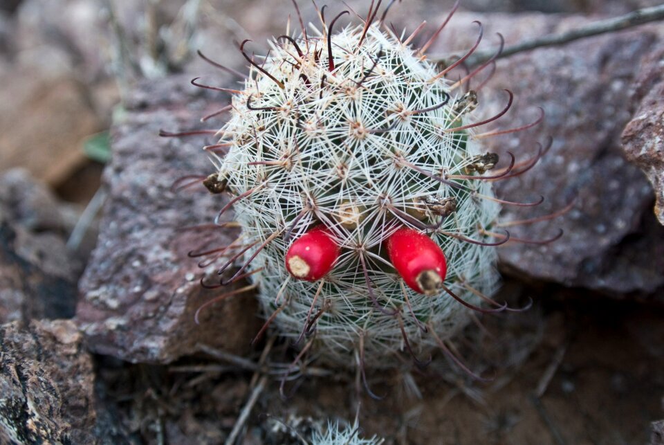 Cactus landscape nature