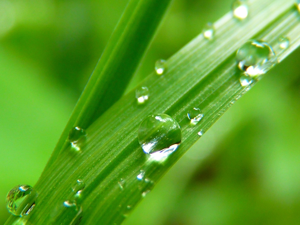 Grass green nature