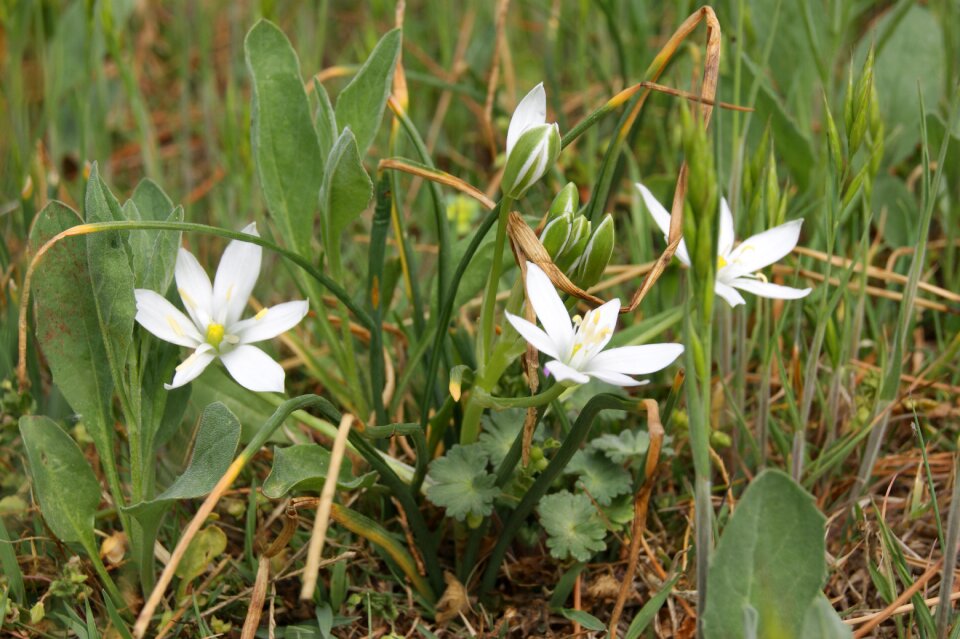 Meadow grass plant