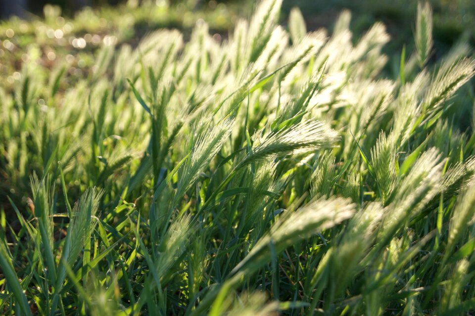 Cereals food plant