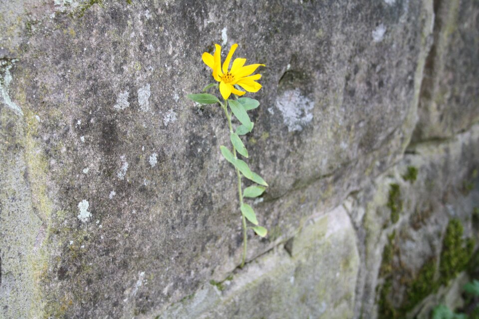Grey stone wall plant