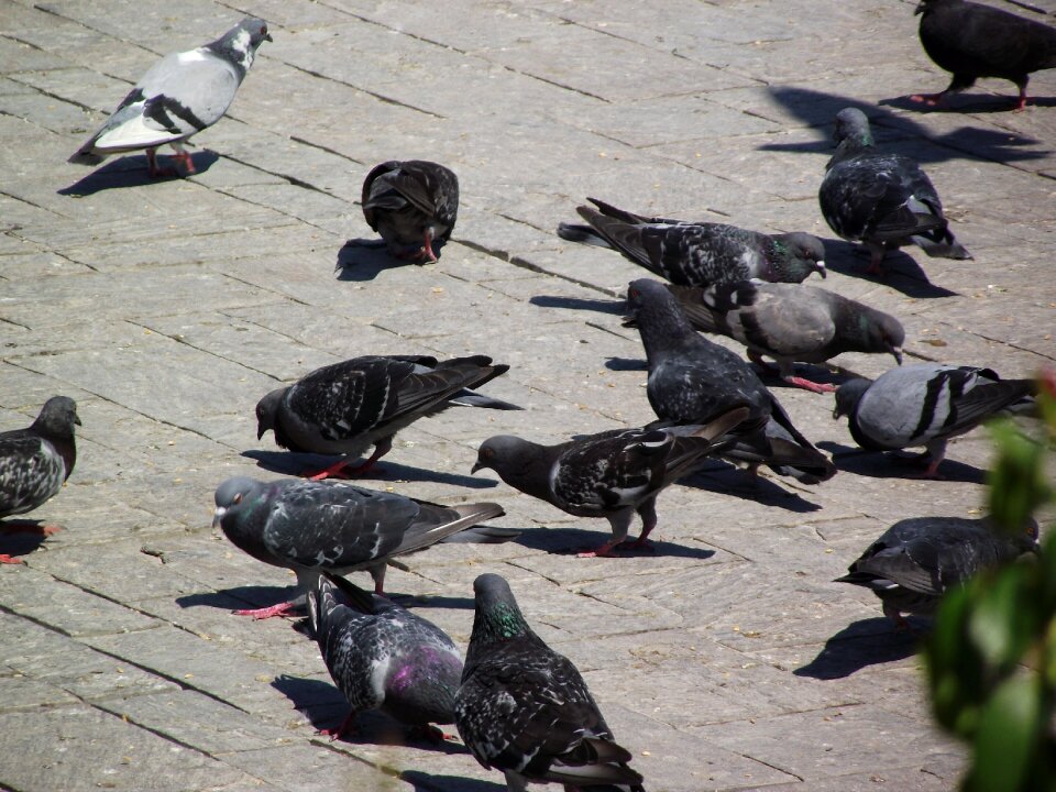 Travel birds pigeon