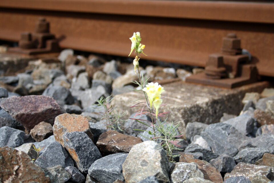 Plant yellow stones