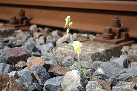 Plant yellow stones