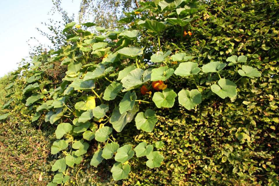 Leaves green orange