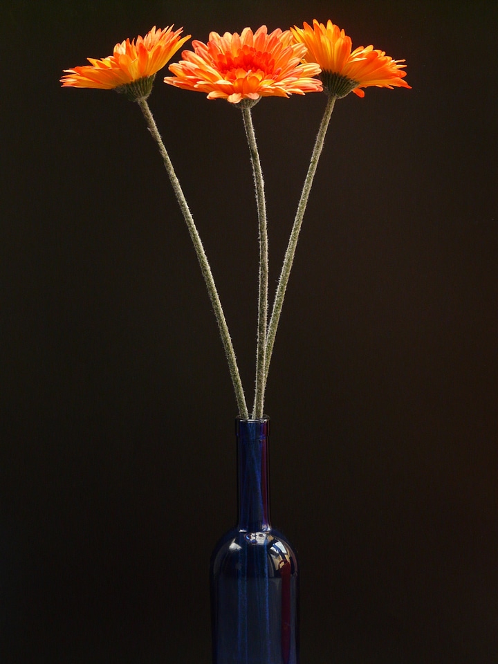 Blossom bloom art flower