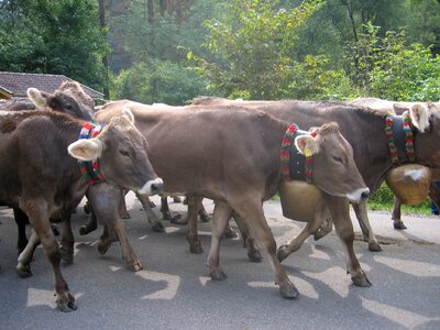 Tradition agriculture animals