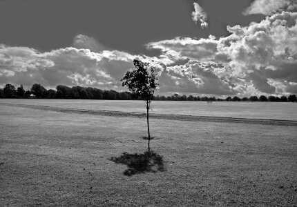 Tree trees sky