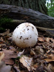 Europe morel phallus impudicus