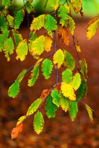 Branch brown color photo