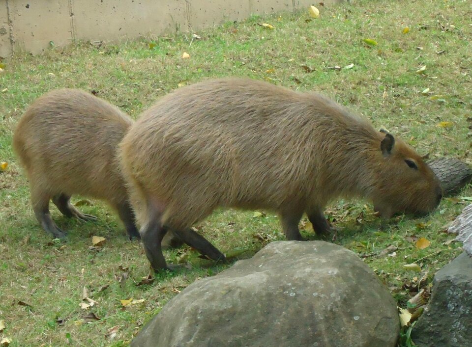 Animal wildlife wild