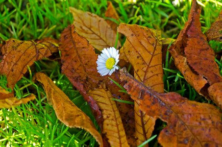 Autumn season background