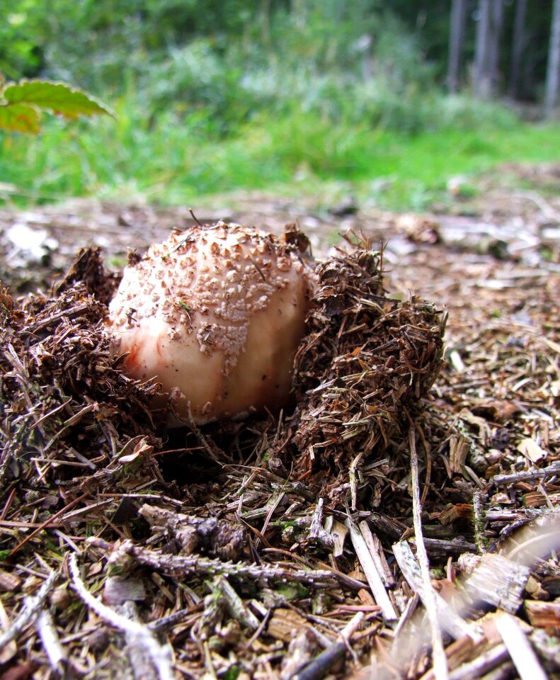 Toxic amanita forest floor