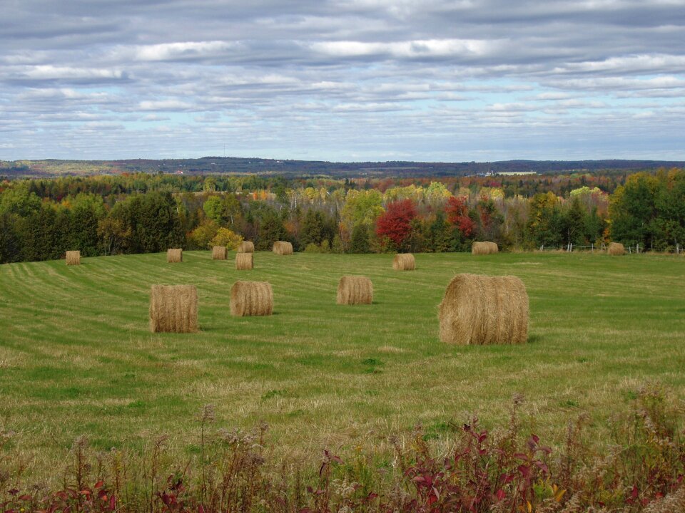 Field aroostook houlton