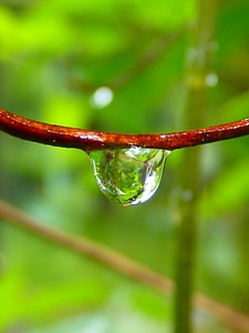 Close up green nature photo