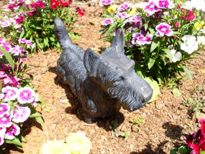 Scottish scottie dog