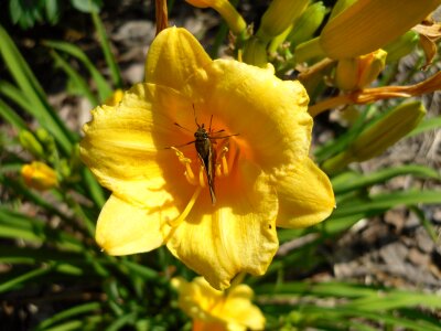 Flower yellow flowers