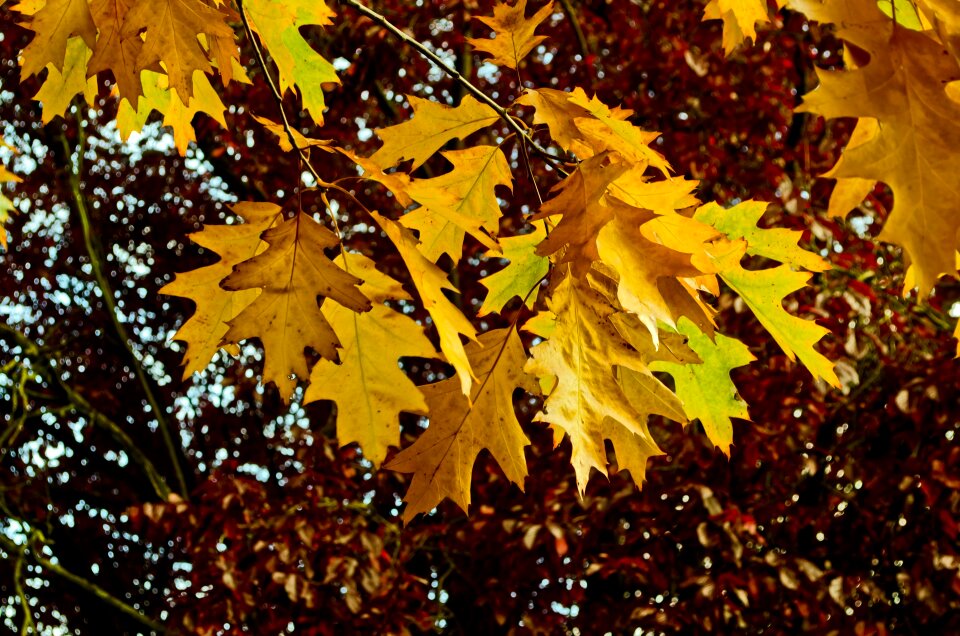 Color background collage