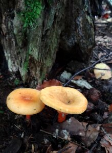Foliage forest floor dead wood
