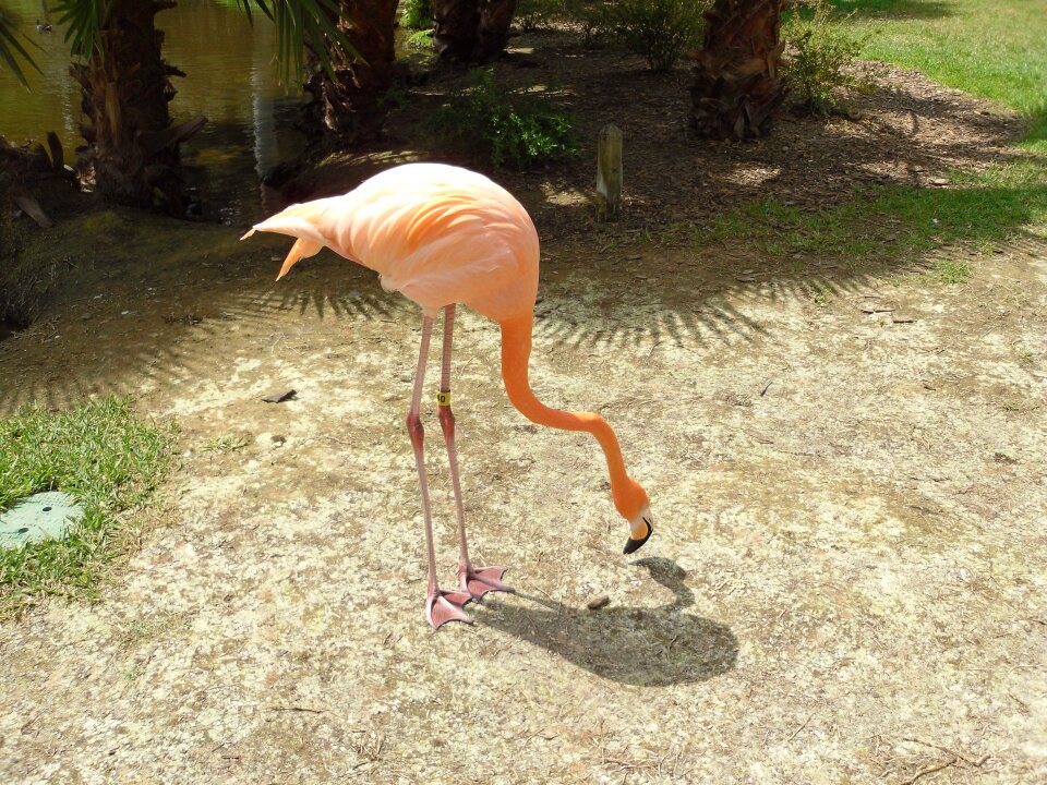 Birds pink tropical