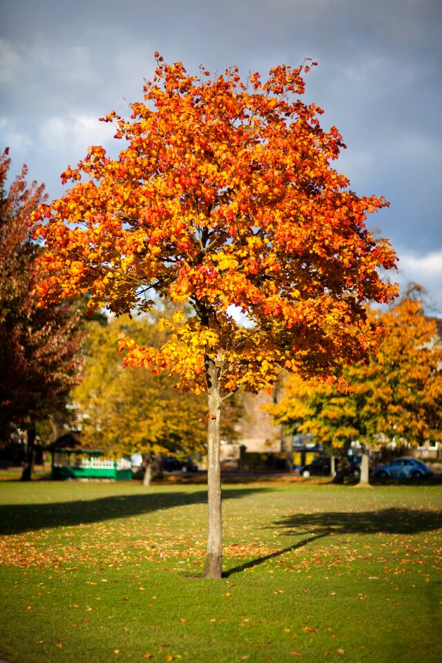 Colorful leaf leaves