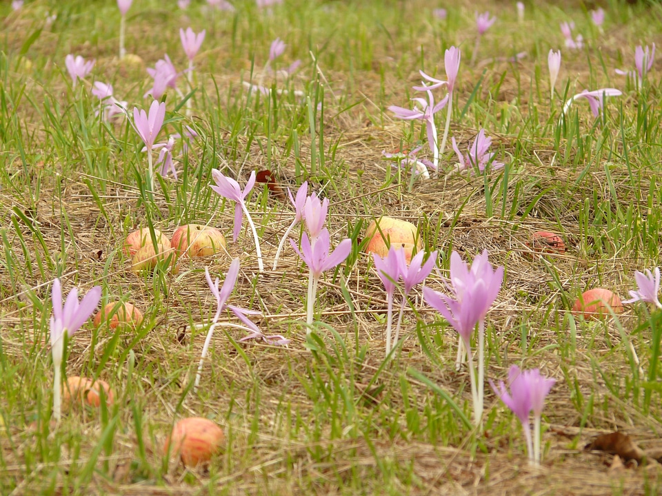 Bloom purple autumn timeless