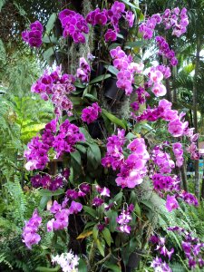 Plants leaves petals