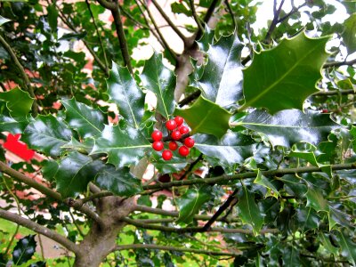 Quercus ilex plant bush photo