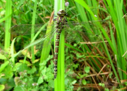 Wetlands wings water