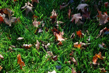Grass fall seasonal