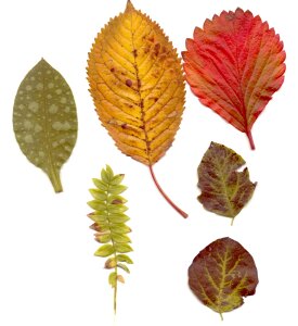 Red pressed dry