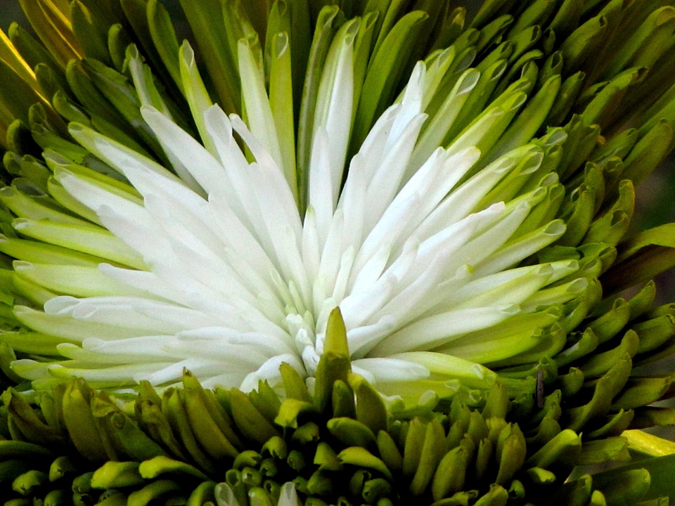 Blossom bloom petal