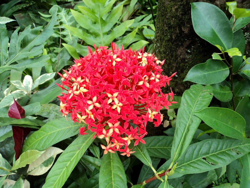 Tiny flower leaves petals