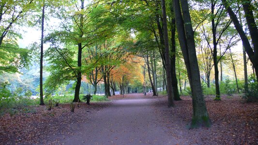 Autumn trees city park