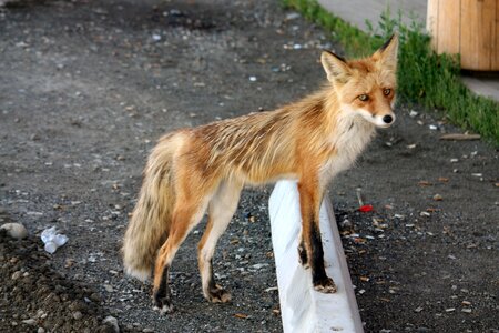 Canada animals yukon territory